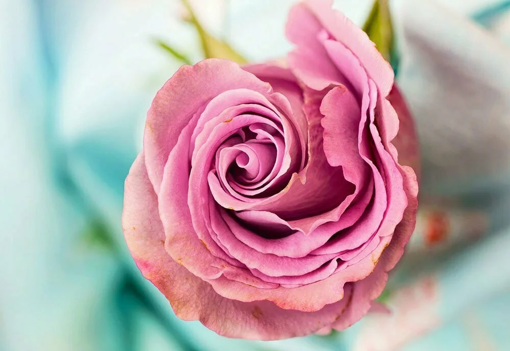 Kysely: Äiti haluaa äitienpäivänä kukan – ja sen on oltava ruusu - Suomela