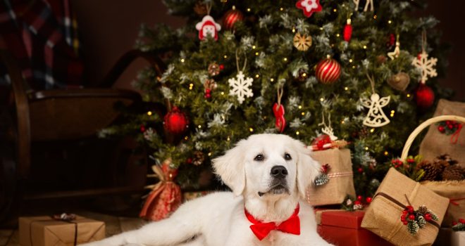 Jouluruoka kiinnostaa myös koiria, mutta monet jouluruoat ovat karvakuonoille myrkyllisiä.