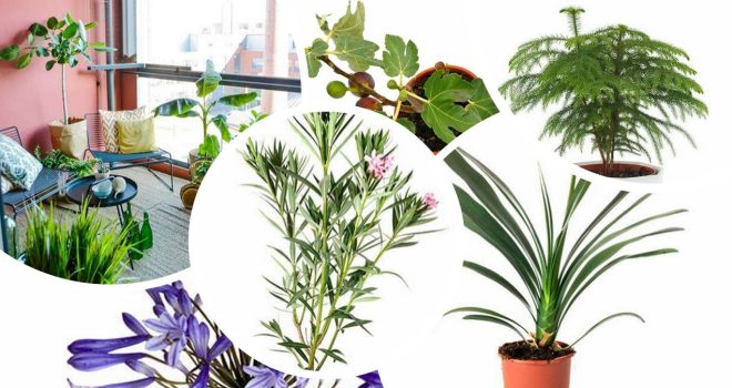 Huonekasvit terassille ja parvekkeelle: kokeile vaihteeksi eksoottisempia kasveja