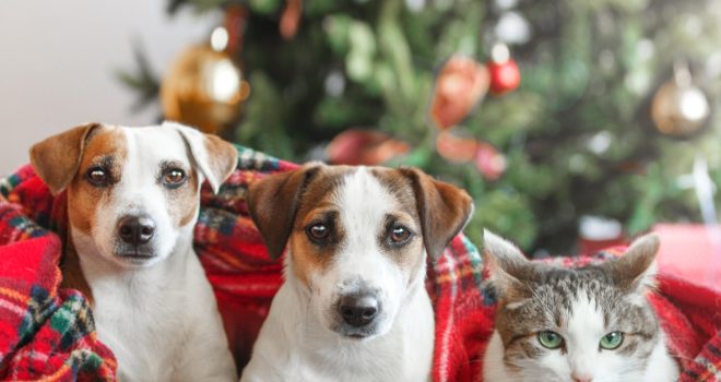 Myrkylliset joulukukat voivat aiheuttaa monenlaisia oireita lemmikeille.