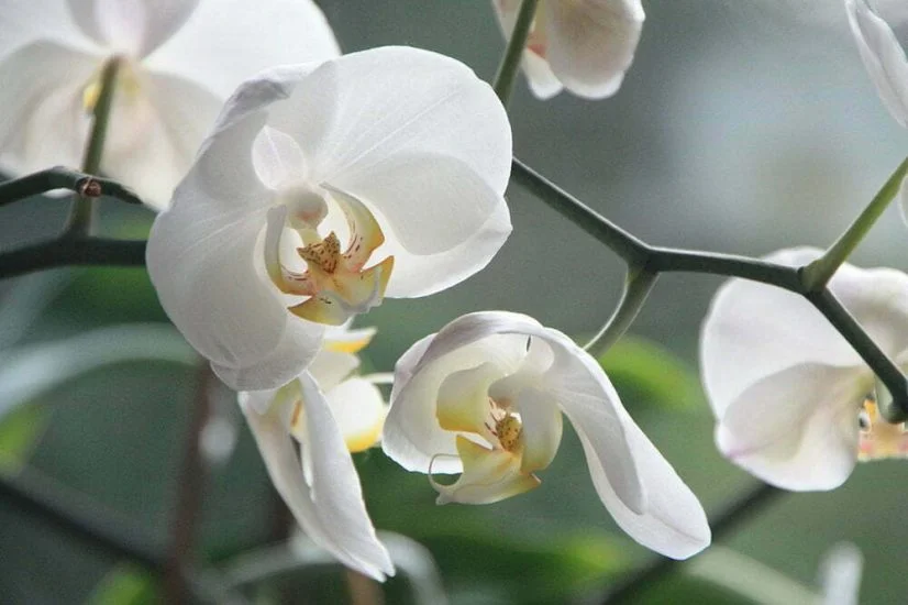 Orkidea on pitkäikäinen ja helppohoitoinen kukka - Suomela