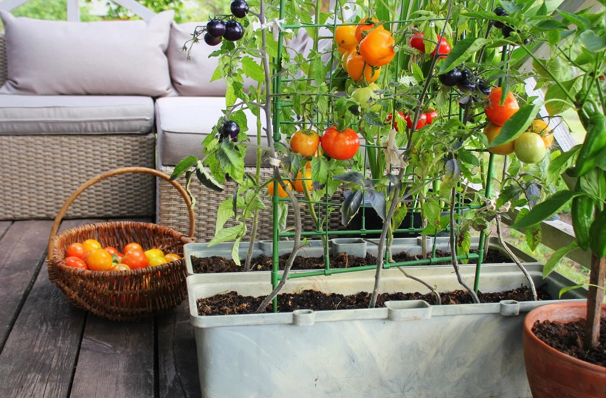 Terassilla kasvatetaan tomaatteja.
