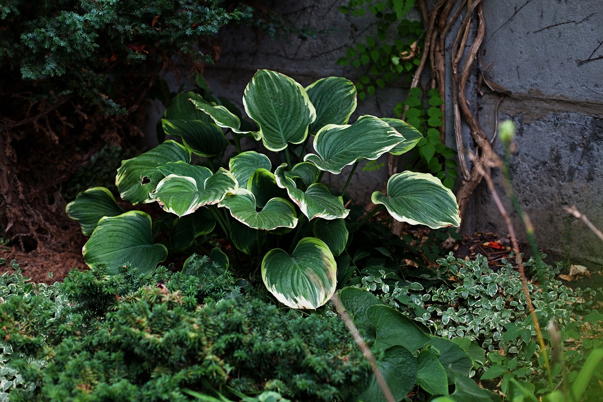 Kuunlilja (hosta) on varjoisan paikan kasvi.