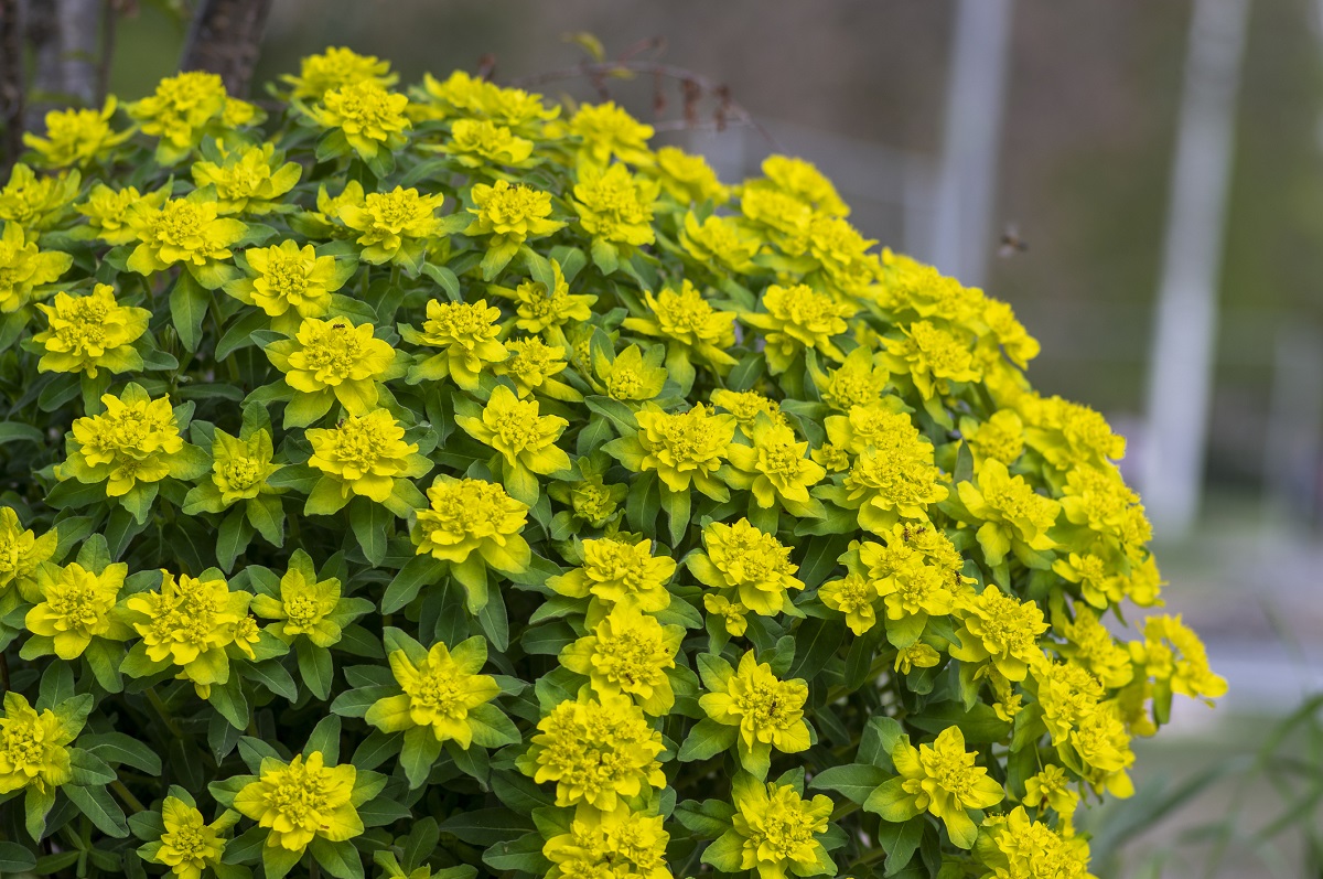 Kultatyräkki on keltainen perenna.