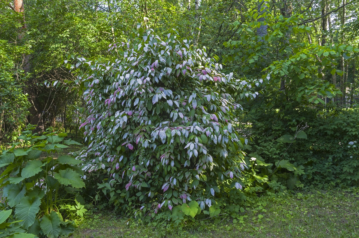 Kiinanlaikkuköynnöksen lehdet ovat kaksiväriset.